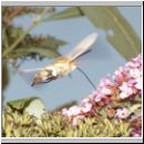 Macroglossum stellatarum - Taubenschwaenzchen wien-a 01.jpg